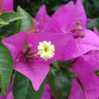 Bougainvillea spectabilis Willd.